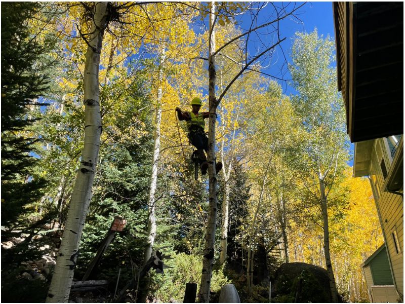 Tree climbing professional climbing an aspen tree in Winter Park, Colorado using a harness, helmet, and all necessary safety equipment.