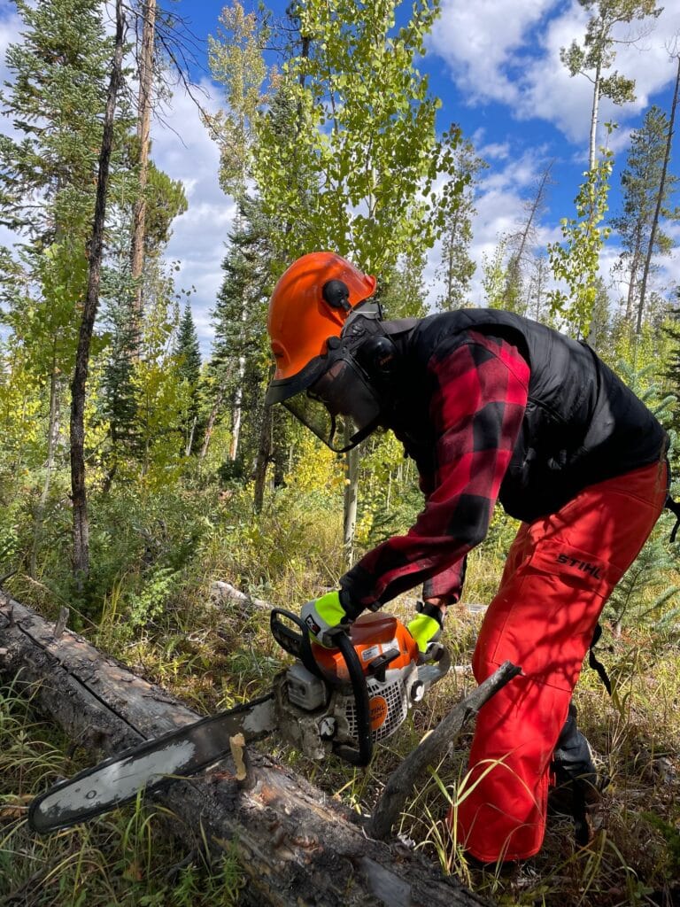 Colorado fire mitigation specialist removing dead trees from the Colorado forest floor.