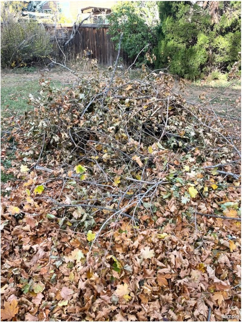 Brush Removal Services in Larkspur, CO | Bear Claw Land Services