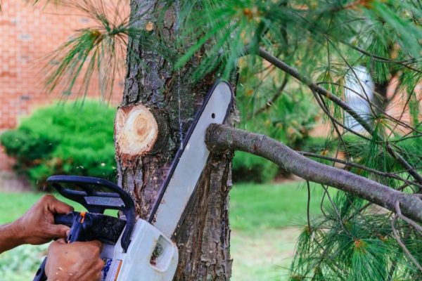 Tree Trimming Services near me