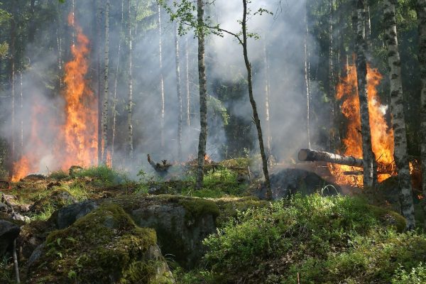 fire mitigation services near me